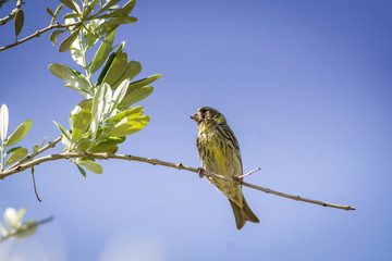 Small female sparrow sitting and singing on a branch in an olive