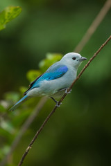 Blue-gray Tanager