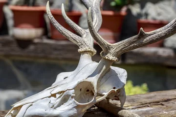 Deurstickers Detail of the basis of antlers of a deer skull © Alonso Aguilar