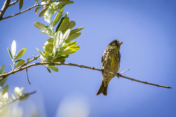 Small female sparrow sitting and singing on a branch in an olive