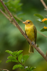 Summer Tanager