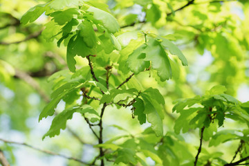 Fototapeta na wymiar young oak leaves in spring sunny day, shallow focus