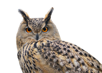 Eurasian Eagle Owl isolated on white
