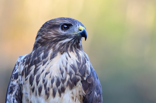 Buzzard portrait Common Buzzard / Buteo buteo