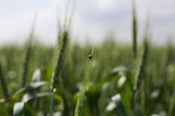 not ripened green wheat