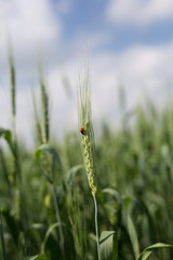 not ripened green wheat