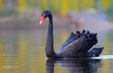 Black swan on the lake in public park
