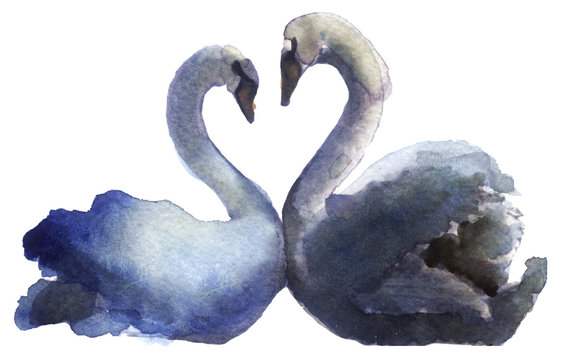 watercolor sketch of a swan on a white background