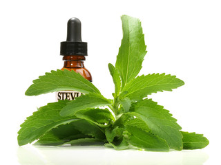 Stevia - Heilpflanze