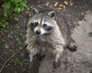 Little raccoon standing and looking up