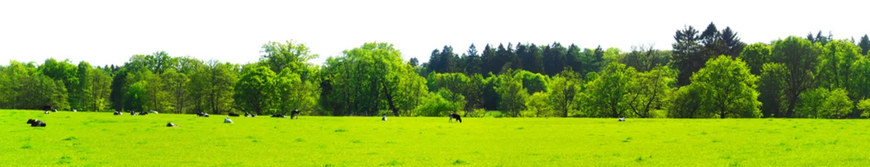 Fototapeten Kuhwiese am Waldrand im Frühling © ExQuisine