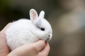 Obraz premium Man holding a rabbit in his arms