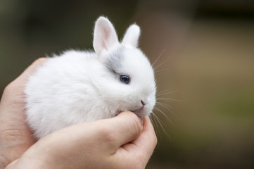 Man holding a rabbit in his arms