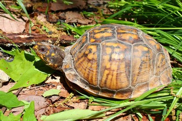 Eastern Box Turtle in Alabama