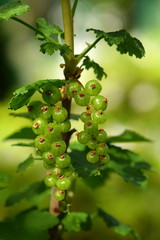 Currant
