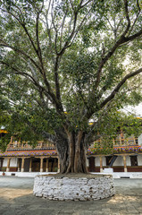 Fototapeta na wymiar Punakha Dzong and bodhi tree, Bhutan - Punakha Dzong or Pungthang Dewachen Phodrang (Palace of Great Happiness) in Punakha, the old capital of Bhutan.