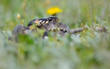 Grass Snake coiled in vibrant green grass/Grass Snake/Grass Snake