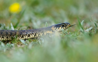 Grass Snake coiled in vibrant green grass/Grass Snake/Grass Snake
