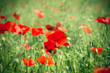 Wild red poppy flowers in meadow in high grass