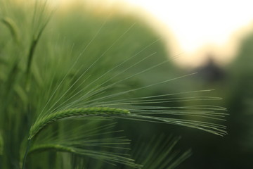 Field of barley