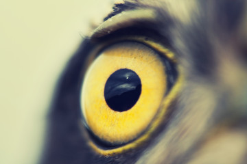 bird eye