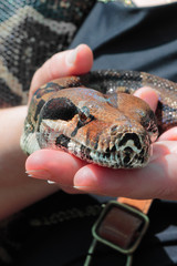 Fototapeta premium Big boa snake in woman hands