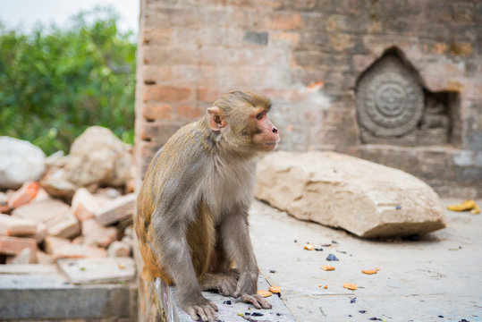 Monkey at Swayambhunath.