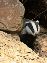 Junger weiblicher Dachs (Meles meles) schaut aus seinem Bau   © Schmutzler-Schaub