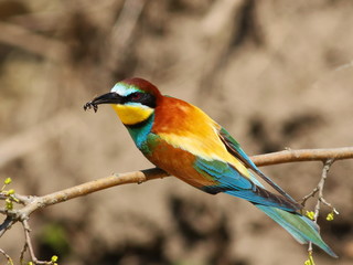 European bee-eater, Merops apiaster