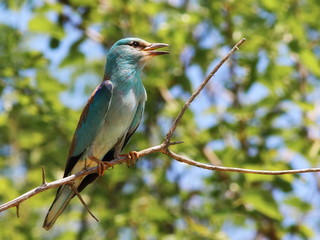 European Roller, Coracias garrulus