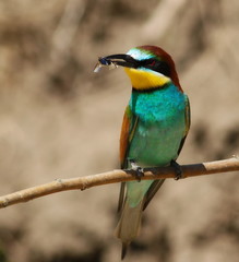 European bee-eater, Merops apiaster
