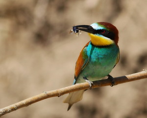 European bee-eater, Merops apiaster