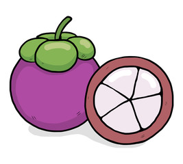 mangoesteen / cartoon vector and illustration, hand drawn style, isolated on white background.