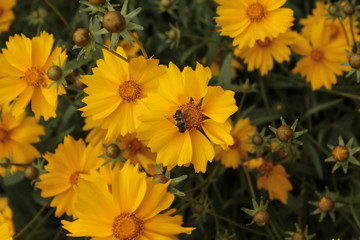 Obraz premium Yellow flowers grow in the garden.