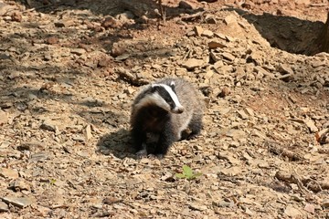 Junger weiblicher Dachs (Meles meles)   © Schmutzler-Schaub