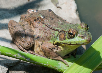 Bullfrog On A Rock