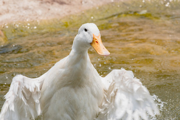 white duck in water, duck breeds