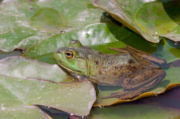 Bullfrog On A Lilly Pad