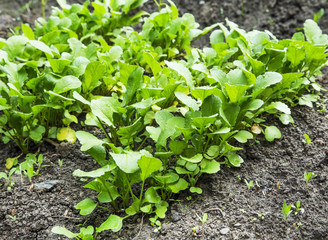 Organic radish rows seedling growing in the vegetable garden