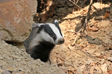 Junger weiblicher Dachs (Meles meles) schaut aus seinem Bau   © Schmutzler-Schaub