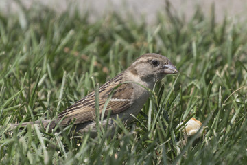 sparrow eating a piece of bread
