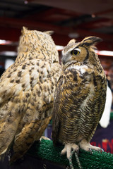 European eagle owl