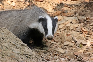 Junger weiblicher Dachs (Meles meles) schaut aus seinem Bau
