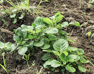 Organic young potato plant growing in the vegetable garden