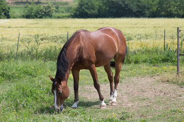 Obraz premium horse in the farm
