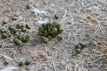 Fototapeta premium Close up new sheep excrement on ground
