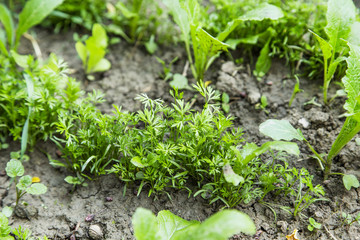 Organic bio carrot seedling growing in the vegetable garden