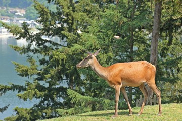 Weiblicher Rothirsch (Cervus elaphus)