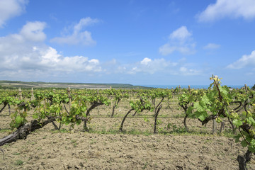 Fototapeta premium Spring Vineyard in the daytime.
