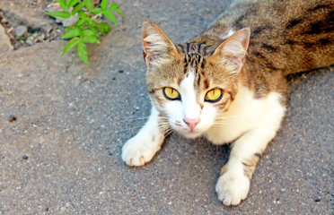 Cat is lying on the asphalt
